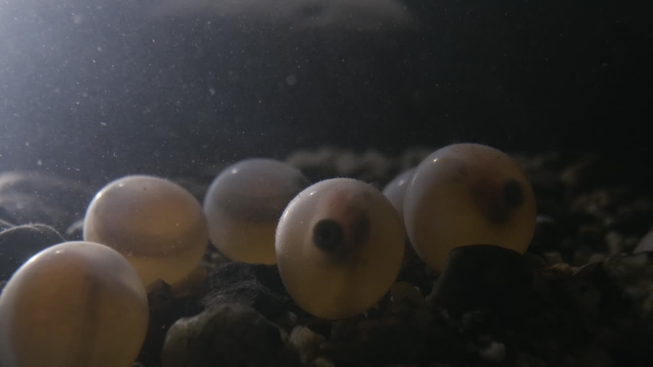 Embrione di pesce che si muove all'interno del suo uovo poco prima della schiusa