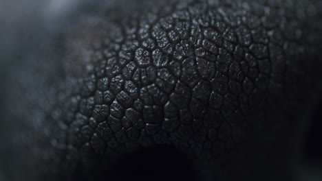 extreme macro shot of a dogs nose