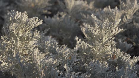 White-Snowy-Plants-Closeup-at-Fairmount-Park---Philadelphia,-PA