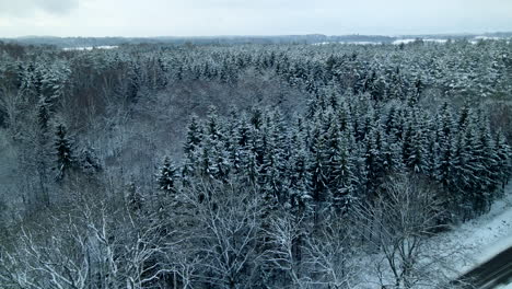 panoramic view of winter landscape - coniferous and bare trees covered with snow during winter near pieszkowo in poland - aerial drone shot
