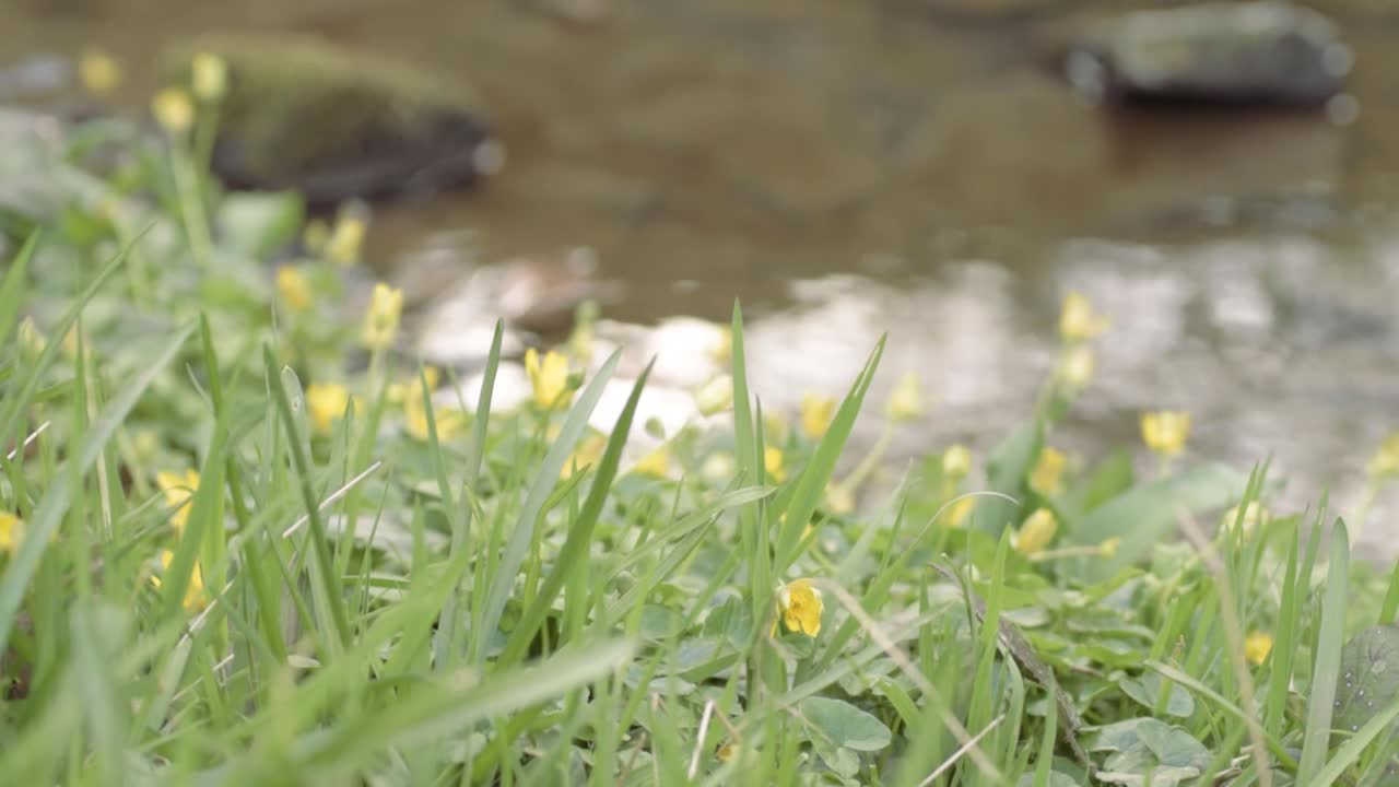 Yellow flowers on edge of a water stream tilting crane shot