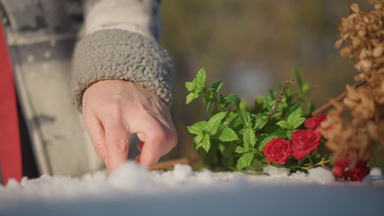Mano che spazza via la neve dalle erbe del balcone, primo piano di una manica di maglia e foglie verdi fresche accanto a una rosa rossa, luce solare delicata, movimento lento e attento, cura del giardino domestico in una mattina d'inverno, preparazione delle erbe per cucinare.