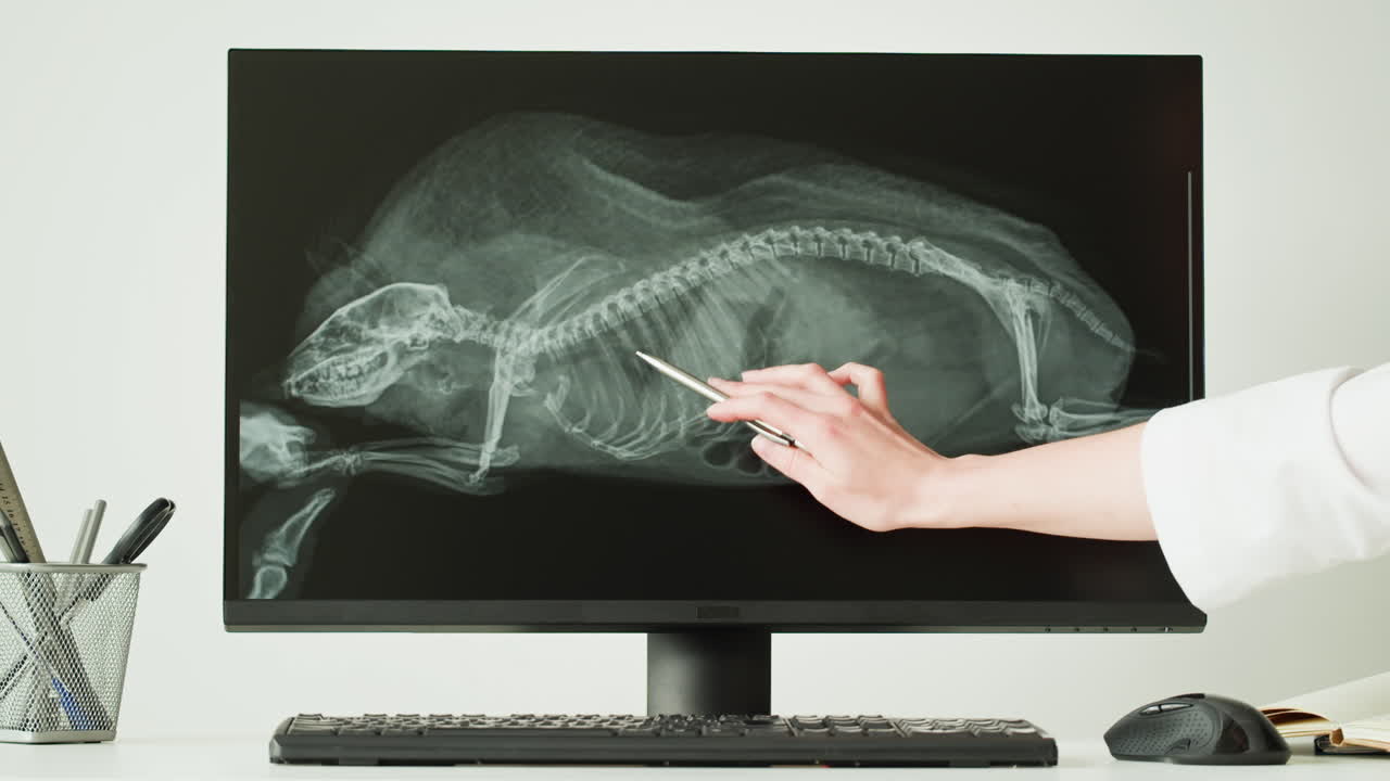 Vet examining animal x-ray on computer screen