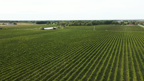 beautiful rows of grapevine at henry of pelham family estate winery in st