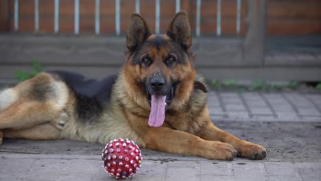 Hermoso-Perro-Pastor-Alemán-Al-Aire-Libre