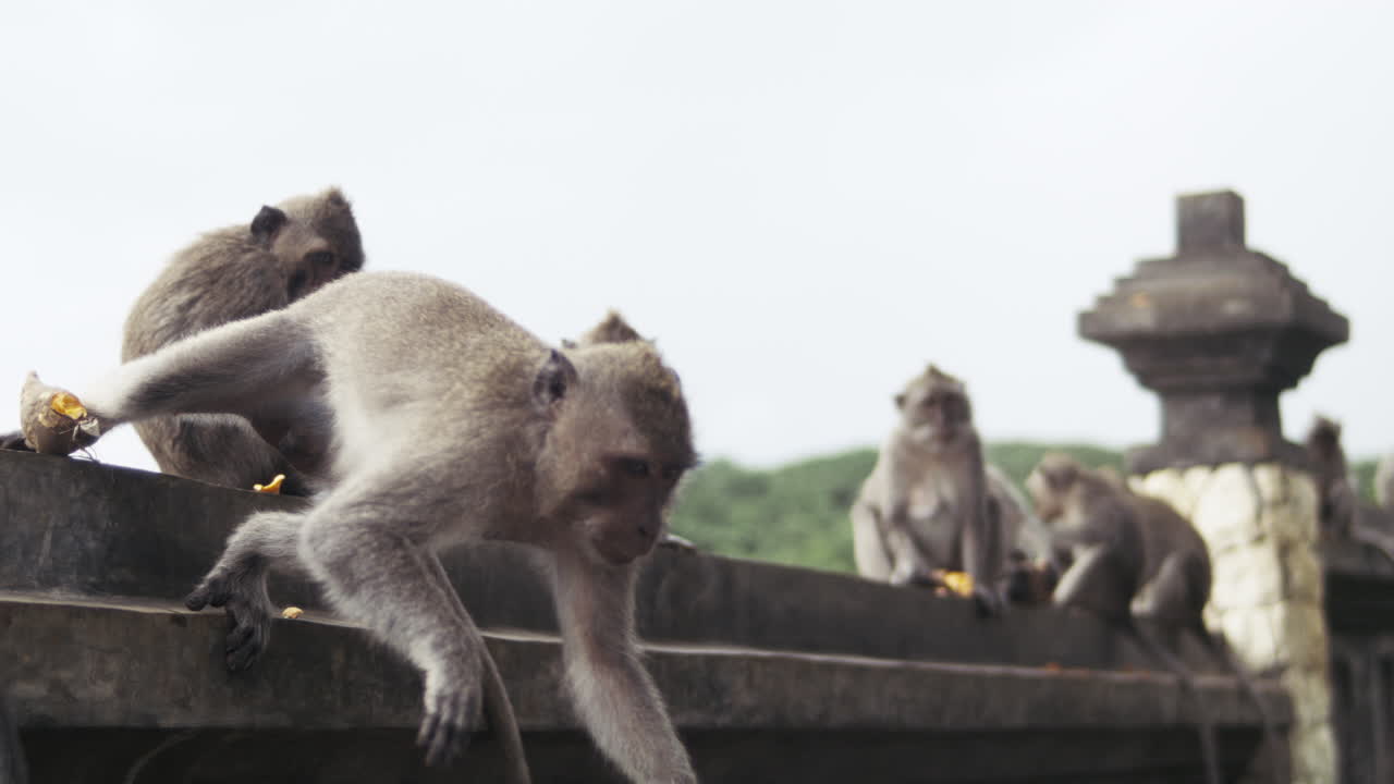 Monkey exploring rooftop of historic Indonesian temple in slow motion