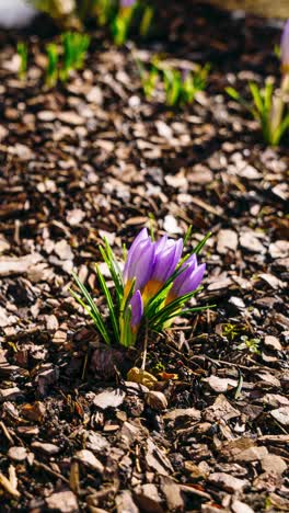 vertical video of early spring timelapse with flowers blooming through melting snow in a sunny day. thaw is winter. close up of crocus plant.
