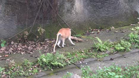 Playful-monkey-attacking-a-plant,-natural-habitat