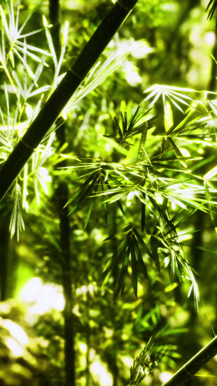 Bamboo forest whispers in sunlight bringing natures calm and serenity