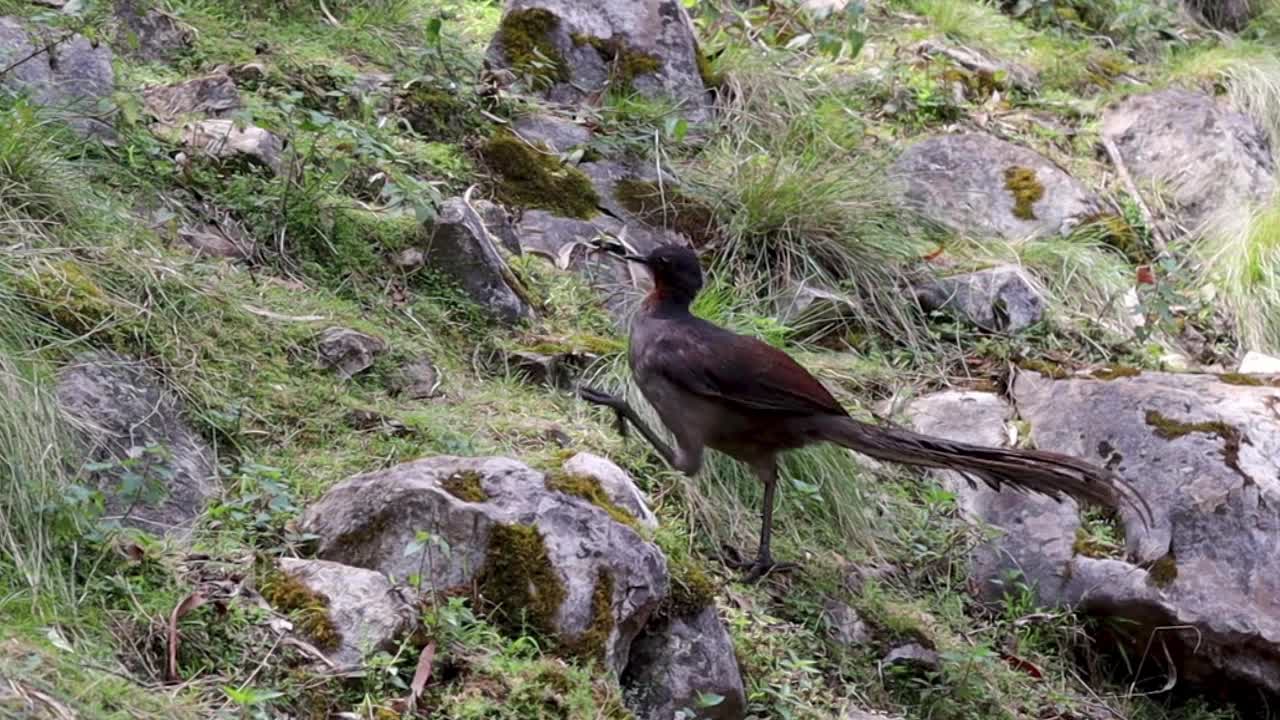 Superb Lyrebird foraging across hillside Blue Mountains Australia