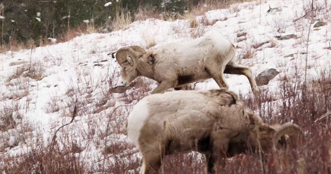 Kanada'da karlı bir tepeden aşağı yürüyen erkek bighorn koyununun takip çekimi.