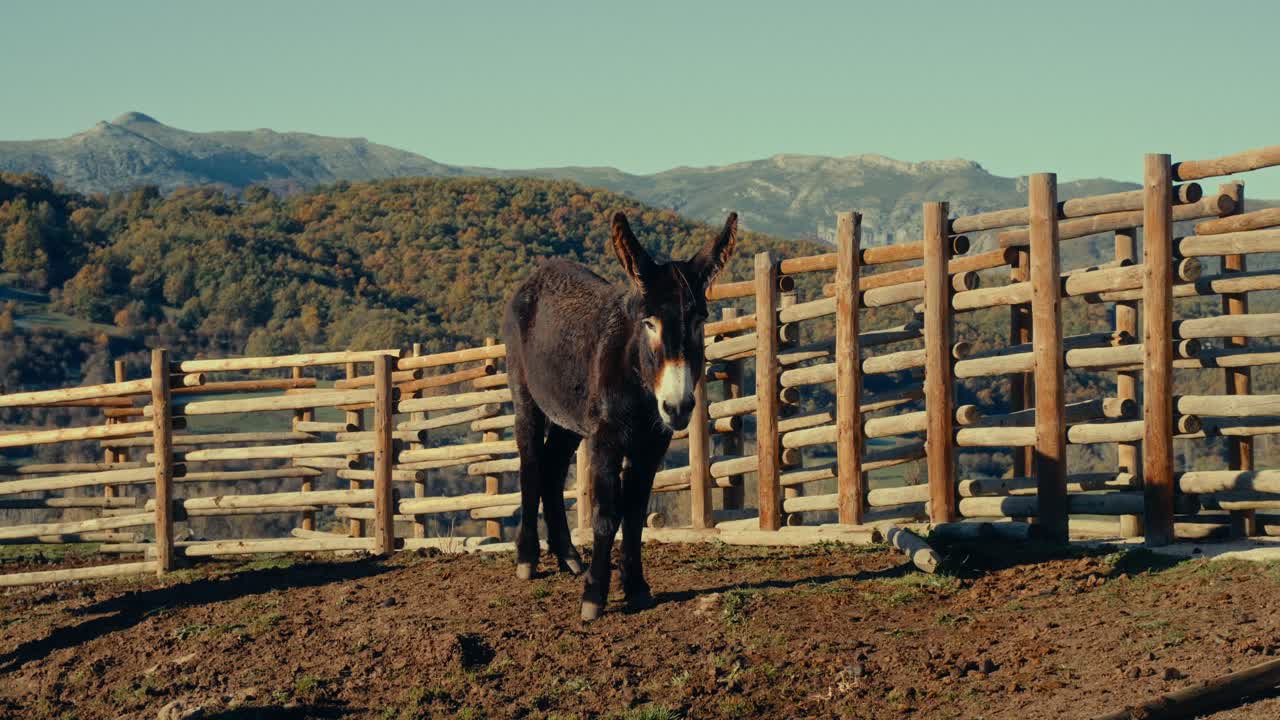 Donkey Standing in a Wooden Enclosure with Mountains in the Background