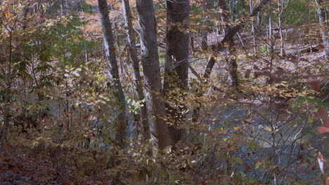 Forest-near-creek-in-autumn