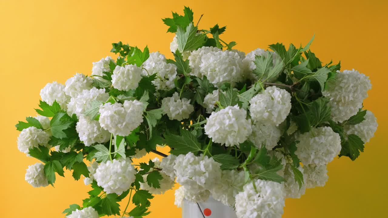 4k flores esféricas blancas del árbol de bola de nieve. rotación de 360 grados