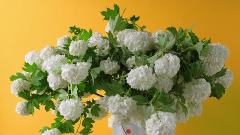 4k flores esféricas blancas del árbol de bola de nieve. rotación de 360 grados