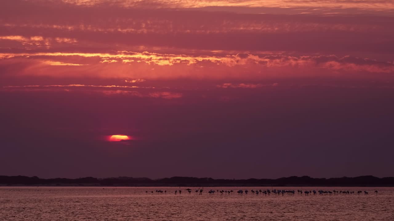 플라밍고와 함께 호수 위에 생생한 은 해가 지는 시간