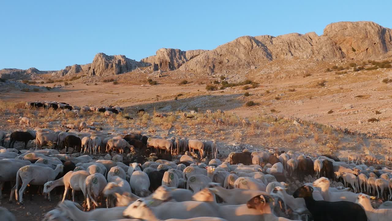 일몰 시각에 물통에서 물을 마시려고 몰려드는 양 떼