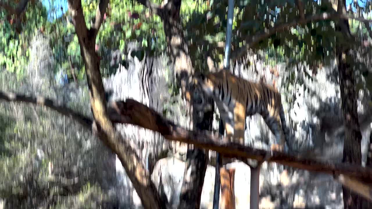 호랑이 가 동물원 에서 나무 줄기 위 에 우아 하게 고 있다