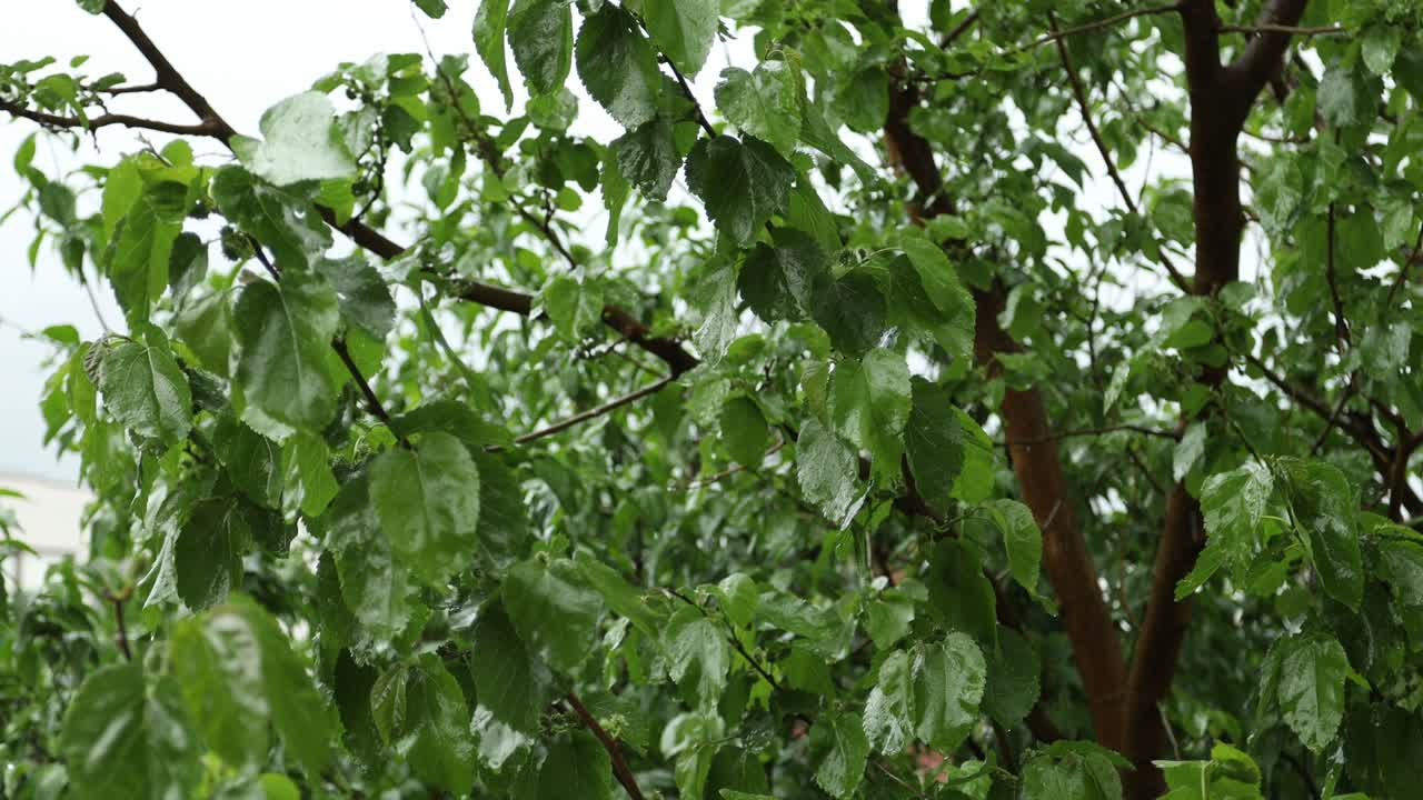 Mulberry tree after the peak of a rainstorm