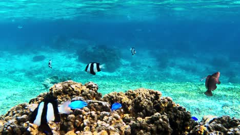 Schule-Bunter-Tropischer-Rifffische,-Die-In-Kristallklarem-Wasser-Schwimmen