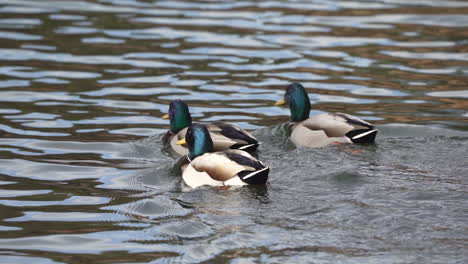 three mallards swimming on a river