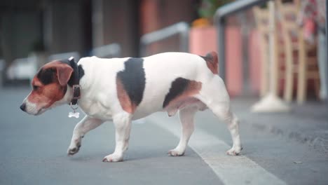 Slow-motion-dog-walking-through-street,-tracking-dog-in-small-town,-strolling-fat-dog,-woman-hand-crouched-petting,-cuddling-pet-on-street