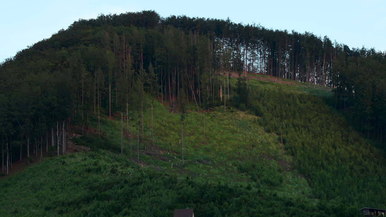 在雨天下午在山頂上放大了森林的頂部,有很多針葉樹,背景有雲和天空