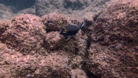 Black-spotted-boxfish,-Blue-spotted-boxfish-or-Yellow-boxfish-,-Pacific-ocean,-Hawaii