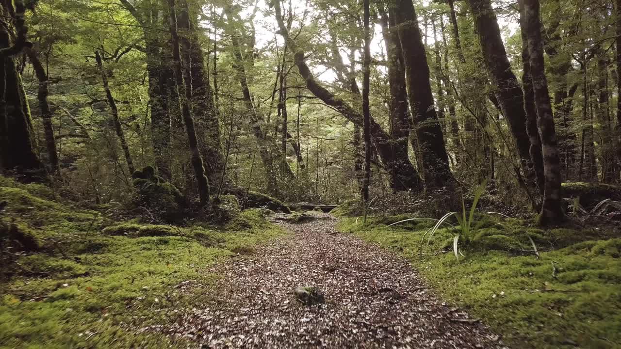 Percorrendo un sentiero di trekking nel Parco Nazionale di Fiordland. Natura incontaminata con tanto verde
