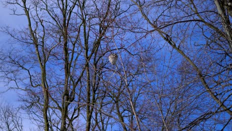 Huge-wasp-nest-on-tree-branch-during-winter-with-blue-sky-above
