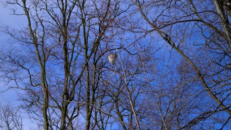 Enorme-Nido-De-Avispas-En-La-Rama-De-Un-árbol-Durante-El-Invierno-Con-Cielo-Azul-Arriba