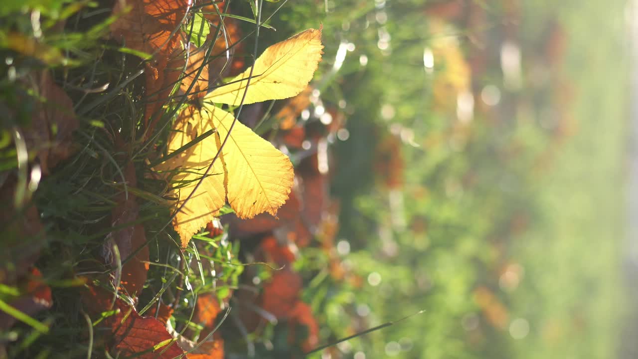 땅 위의 가을 잎