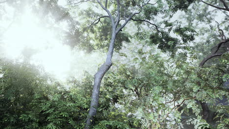 sunlight shining through a dense forest