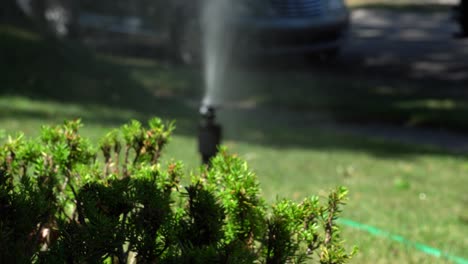 Focus-on-a-shrubbery-as-a-sprinkler-waters-the-grass-in-the-background