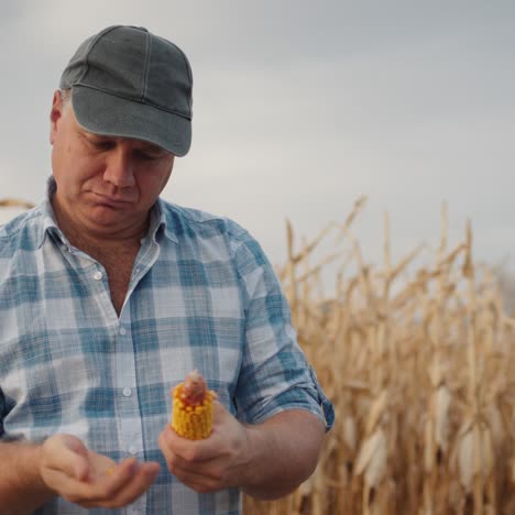 Middle-aged-farmer-studying-corn-cobs