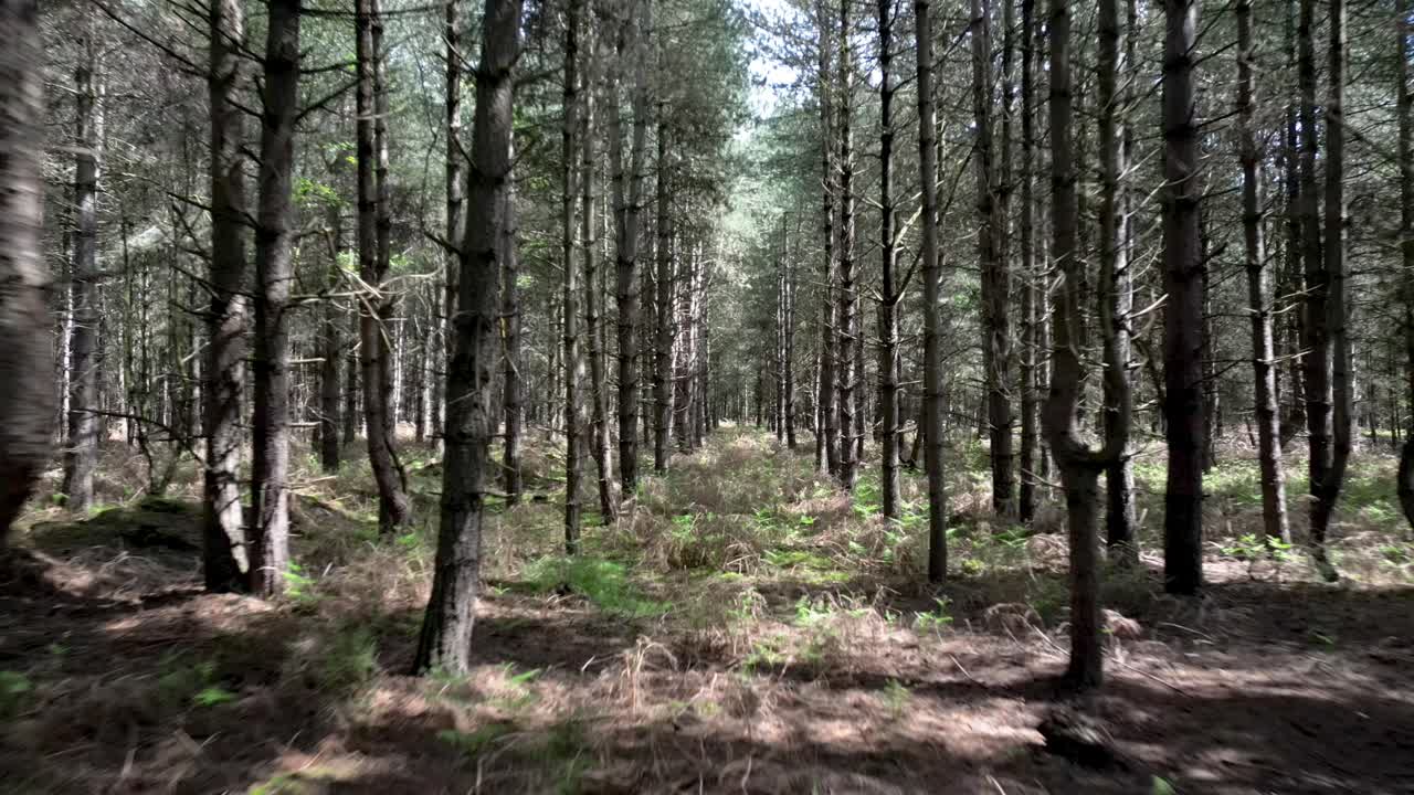 Movimento veloce tra gli alberi della foresta di Rendlesham nel sito segnalato dell'incidente di atterraggio UFO, Suffolk, Inghilterra