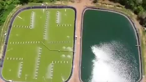 shrimp farming