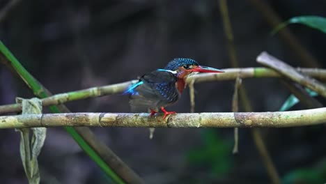 adult blue-eared kingfisher bird perched on a small branch over the pond. slow motion shot