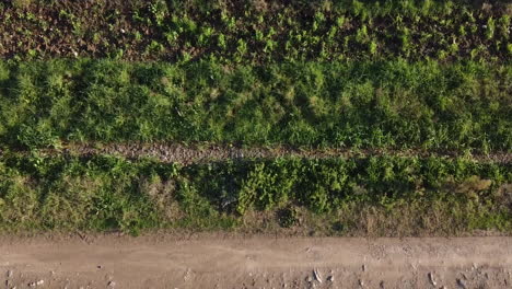 aerial dolly over chianti frescobaldi grapevine closeup, birds flying, top view