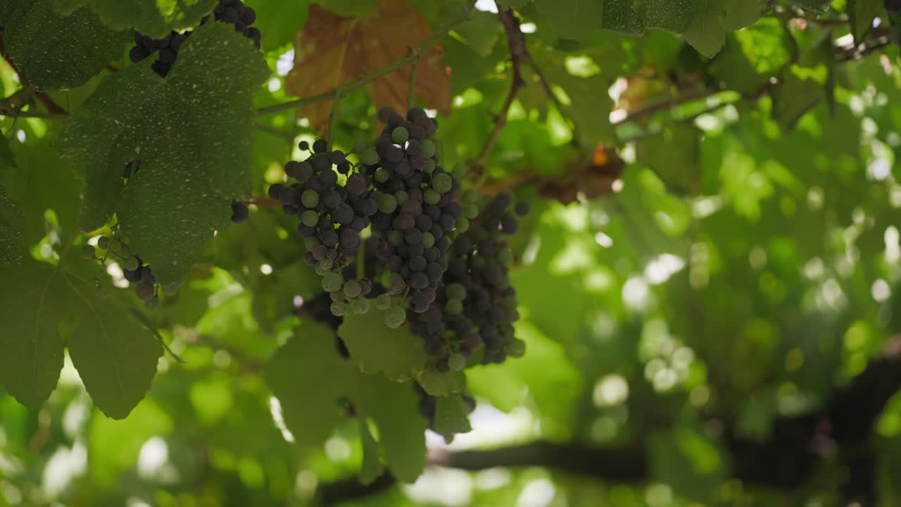울창한 초록색 잎으로 둘러싸인 포도나무에 매달린 익은 포도의 가까운 모습, 활기차고 자연스러운 포도원 장면을 포착합니다.