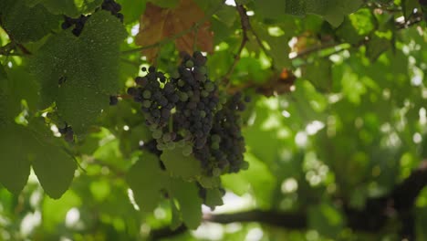 close up of ripe grapes hanging from a vine, surrounded by lush green leaves, capturing a vibrant and natural vineyard scene