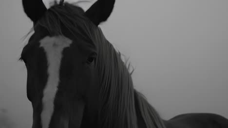 horses in a foggy landscape