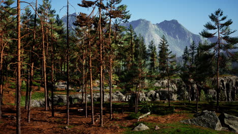 deep scandinavian woods on a late summer evening