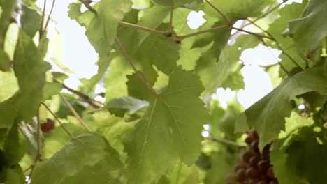 organic grape vineyard with many bunches of grapes for harvesting