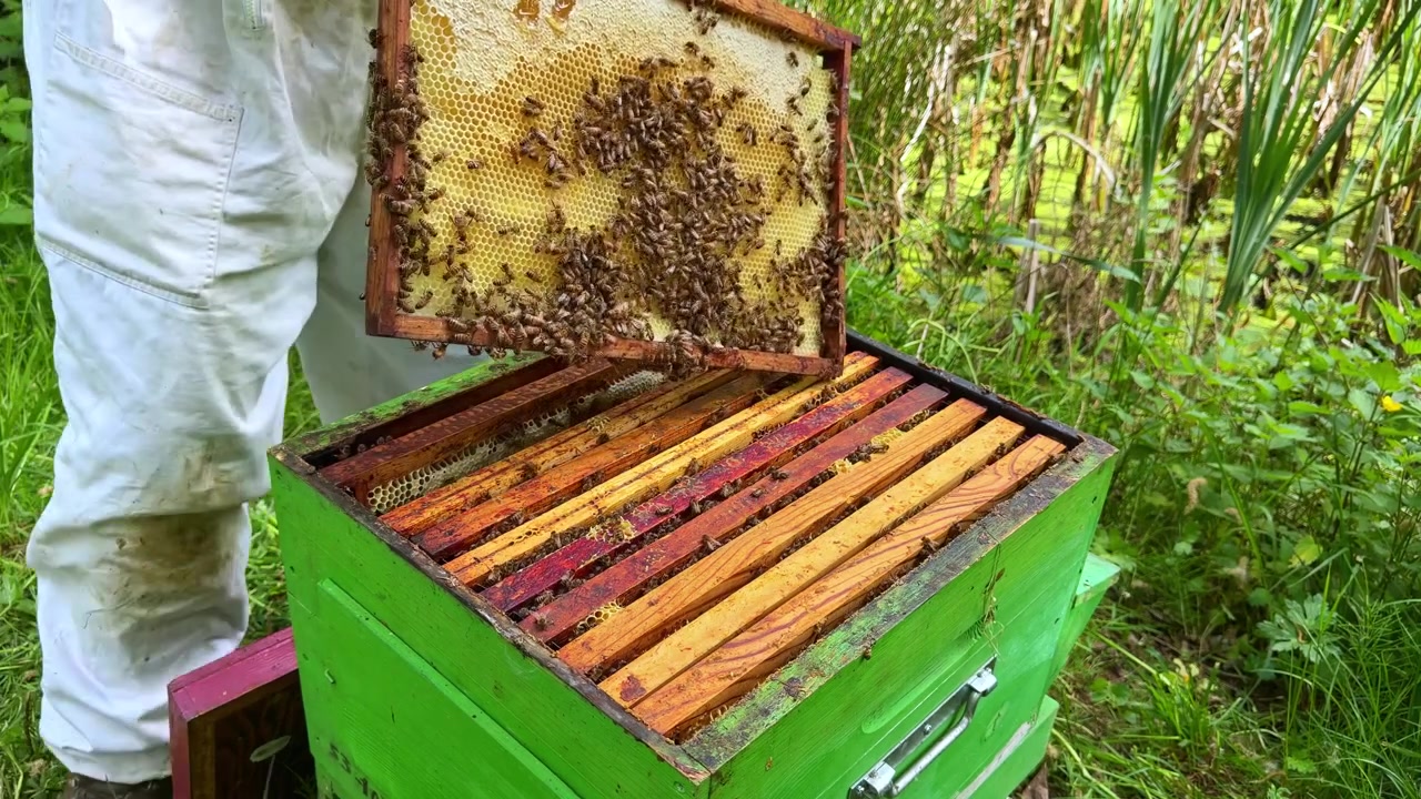 Telaio di Apis mellifera (ape mellifera occidentale) con favo di covata parzialmente pulito dall'apicoltore durante l'ispezione per valutare le condizioni della colonia, il modello di covata e la salute all'interno dell'arnia, scatto ravvicinato statico