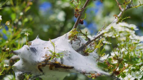 close up of caterpillars on spider web on honeysuckle shrub branch in bloom with small white flowers and insects during summer.