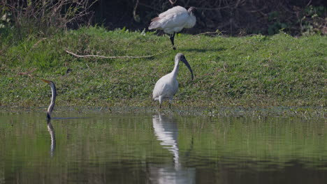 Indian white ibises looking for food in the pond in keoladeo bird sanctuary, Threskiornis melanocephalus, ecosystem, India.