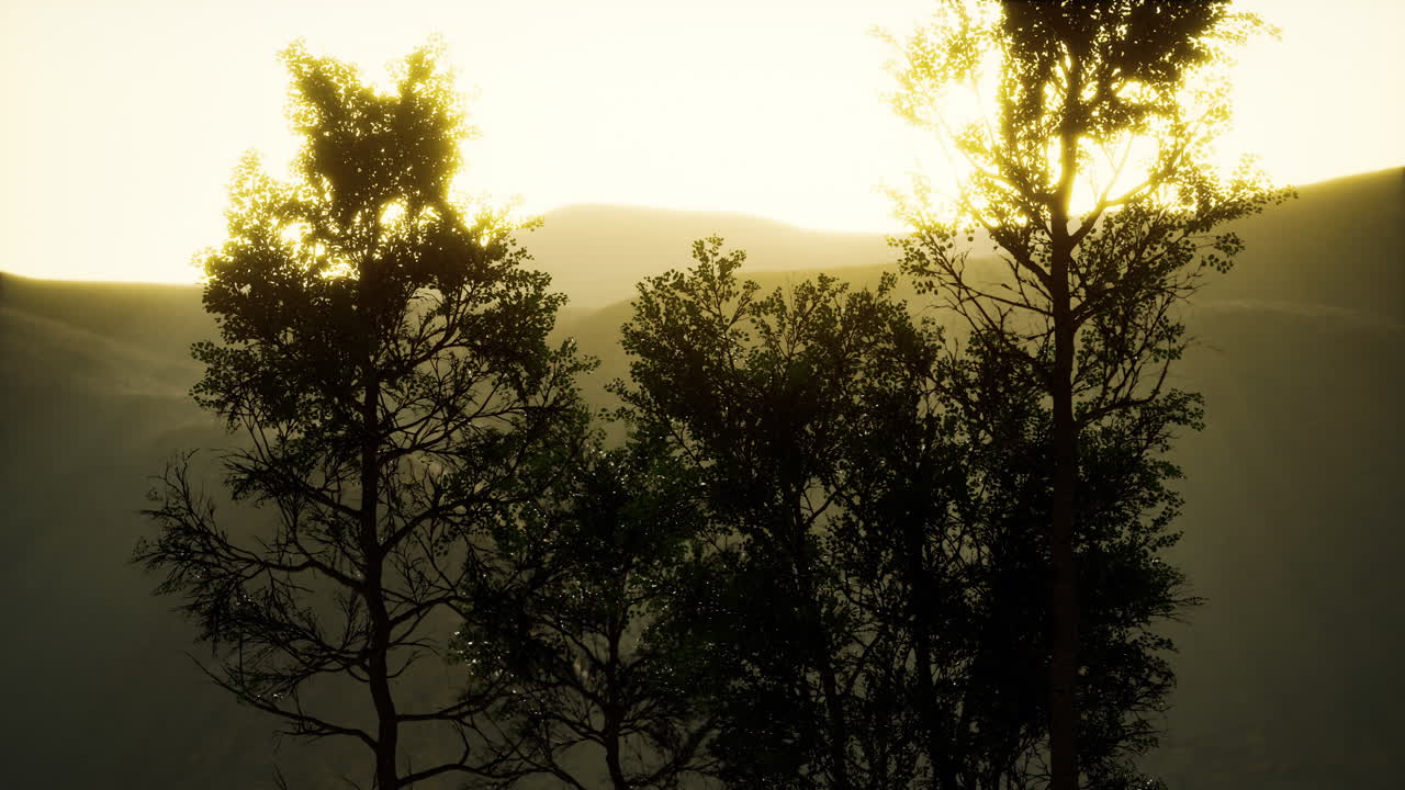 las montañas de los cárpatos niebla y niebla en el bosque de pinos