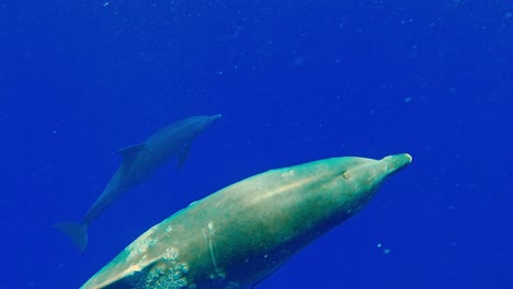 Grey-Dolphins-With-Barnacles-On-The-Body-Swimming-Under-The-Deep-Blue-Sea