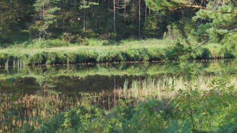 green grass and pink heather are reflected in the still water of the small pond